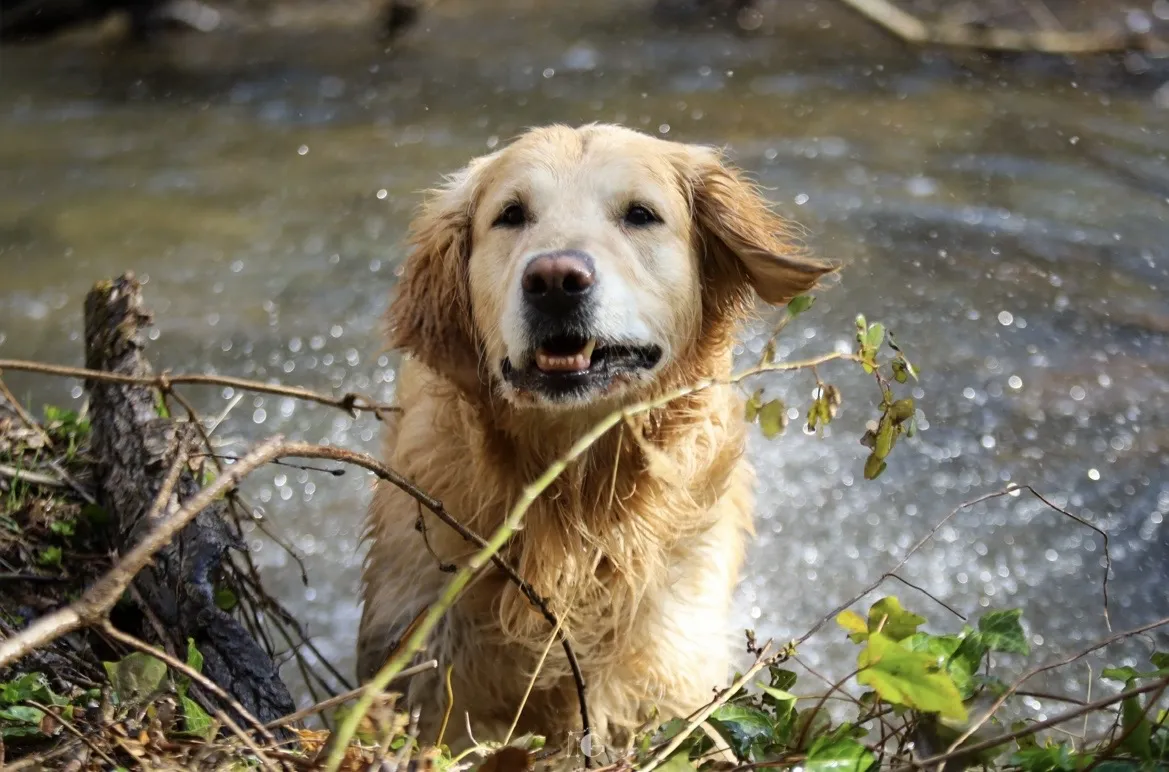 Златен ретривер - куче со златно срце