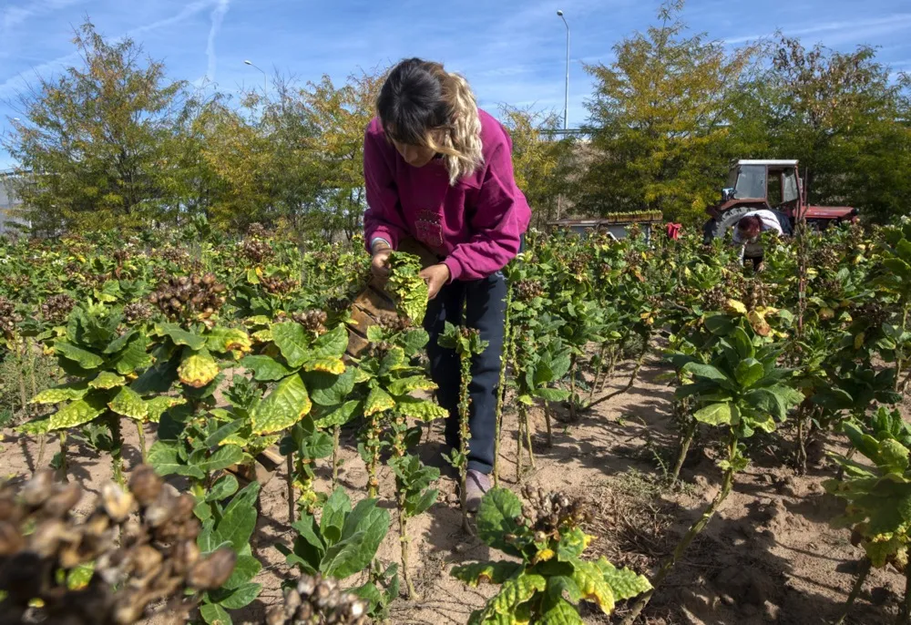Забрана на изложување тутун - заштита на здравјето или храна за шверцерите?