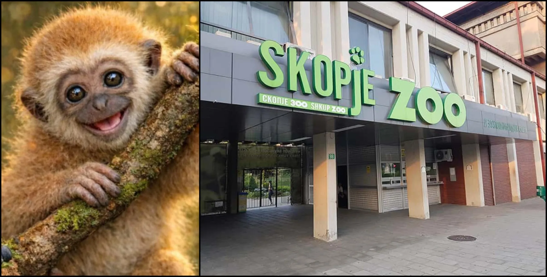 Посетители му ги украдоа подароците на мајмунот Мики на неговиот прв роденден во Зоо Скопје