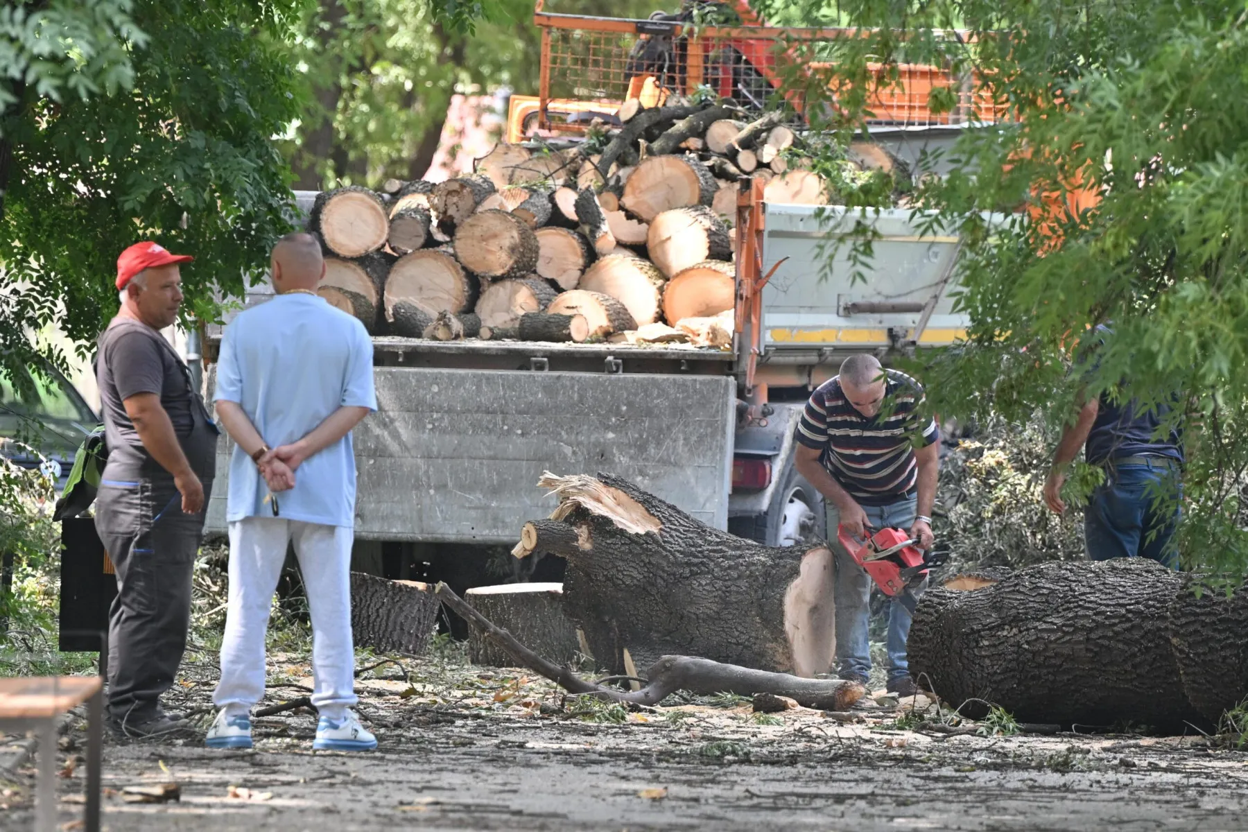 Стотици паднати дрвја во Скопје ќе станат клупи и огрев: 60 нови садници против цела шума