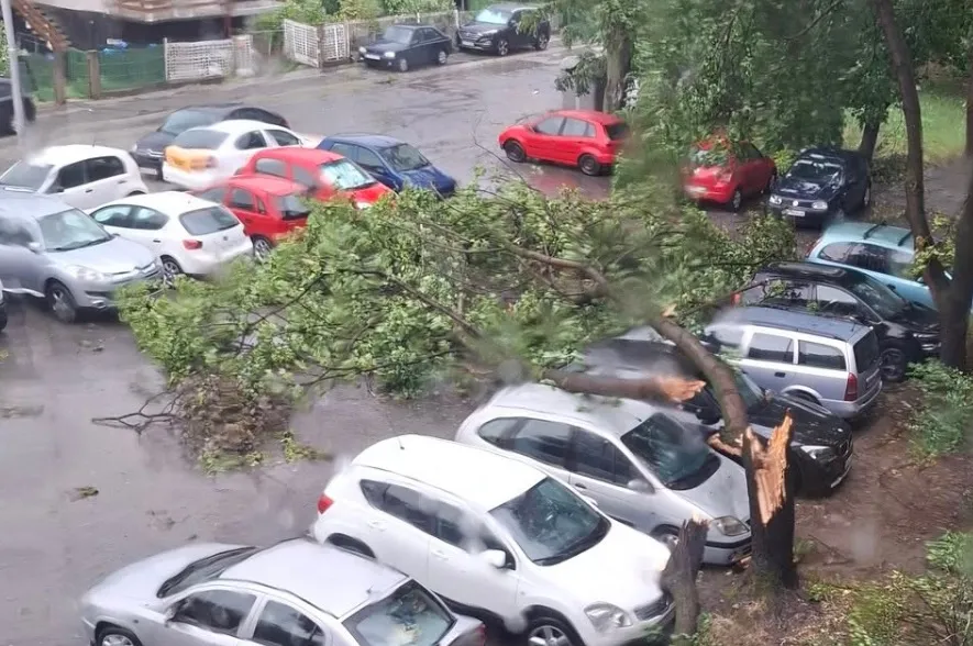 Дел од паднатите дрвја во Скопје ќе станат клупи на Водно, дел ќе греат социјално ранливи семејства