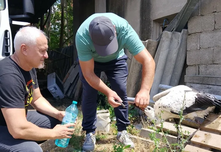 Чешиново-Облешево ги собра паднатите штркови: две веќе се готови за лет