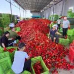 Договорот за „ајварката“ издржа четири дена: секој килограм носи 10 денари загуба