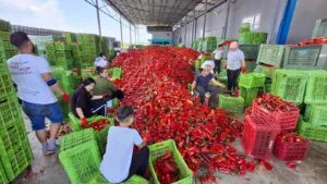 Договорот за „ајварката“ издржа четири дена: секој килограм носи 10 денари загуба