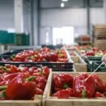 11,6 тони македонски пиперки запрени во Бугарија: контролата ја направи туѓа лабораторија, не нашата
