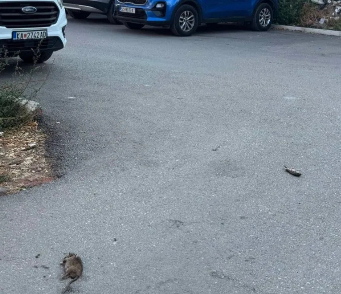 Стаорци на паркинг до основно училиште во Центар: граѓаните фотографираа, дератизацијата дојде потоа