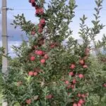 Индустриското јаболко во Преспа падна на 4 денари за килограм, а се произведува за десет