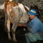 Литар млеко за 23 денари, премија од јули лани ја нема: сточарите од Пелагонија излегуваат на протест