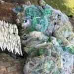 Четири километри забранети мрежи во Охридското Езеро: 117 килограми белвица извадени мртви, а сторител сè уште нема