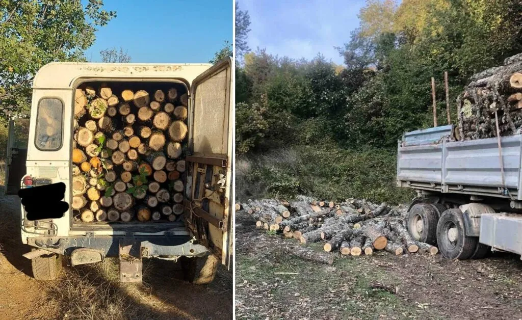 175 кубици бука од државна шума над Подгорци: Стружанец фатен со моторната пила в рака