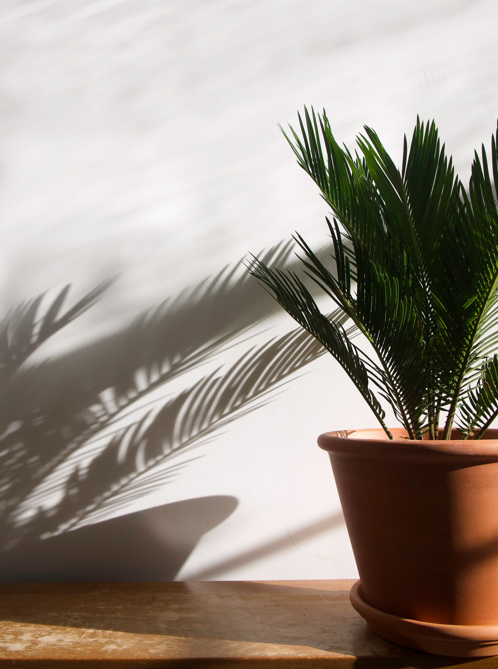 Cycad, also known as sago palm, in a clay pot