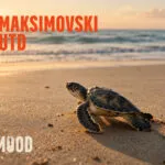 Максимовски Јунајтед го промовира албумот „Holymood“ во Паблик рум на 8 октомври - џез, хип-хоп и традиција од басистот Џоле Максимовски
