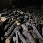 Кој ги чува шумите од чуварите? Пријава за четворица од „Национални шуми“, а службениот чекан завршил на дрва без документи