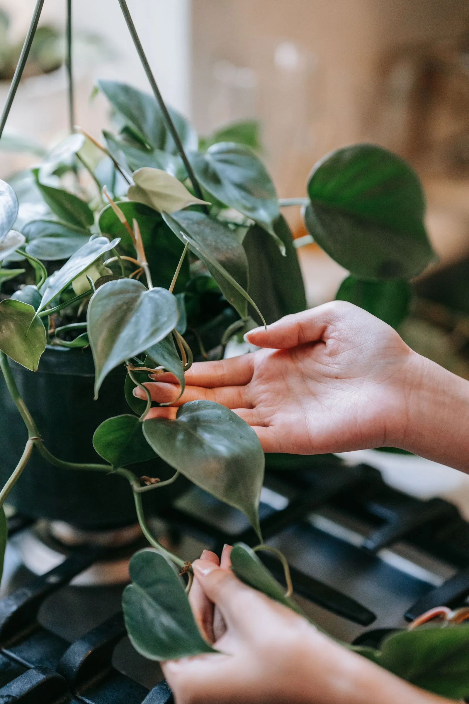 Trailing houseplant with heart-shaped leaves