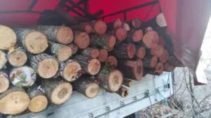 Шумскиот чекан во туѓи раце: референт од „Галичица“ осомничен дека му го дал печатот на превозник од Битола