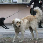 Три кучиња нападнаа мајка и дете кај Цементара: полицијата не е надлежна, „Лајка“ е преполна