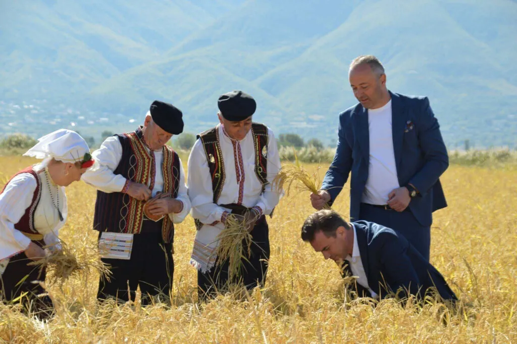 Жетва на оризот во Кочани: министерот ветува помош, а за наградата „најуспешен земјоделец“ немаше ниту еден кандидат